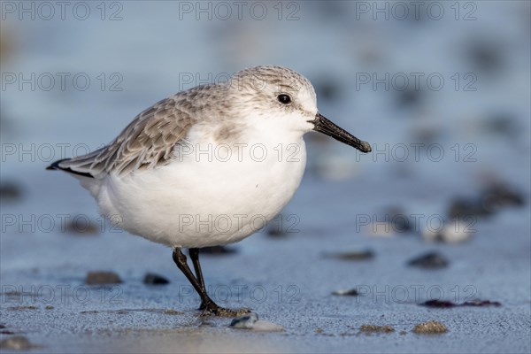 Sanderling