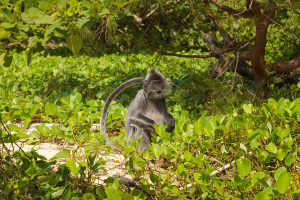 Silvery lutung or silvered leaf langur monkey (Trachypithecus cristatus) feeding in Bako national park on the sand beach. Borneo, Malaysia, Asia