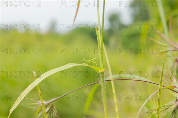 Small green praying mantis on grass, Bali, Indonesia, Travel, tropical, nature green background, Asia