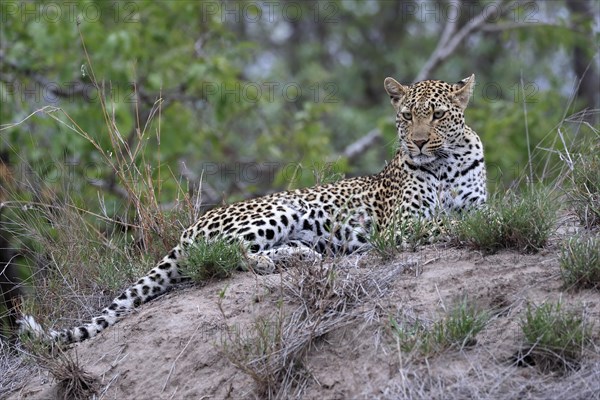 Leopard (Panthera pardus), adult, observed, alert, lying, on ground, Sabi Sand Game Reserve, Kruger NP, Kruger National Park, South Africa, Africa