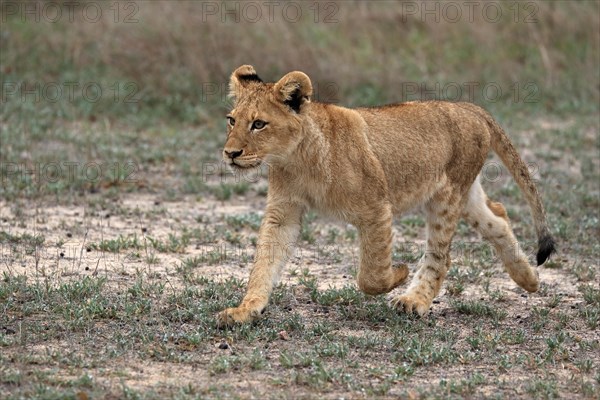 Lion (Panthera leo), young, stalking, alert, Sabi Sand Game Reserve, Kruger National Park, Kruger National Park, South Africa, Africa