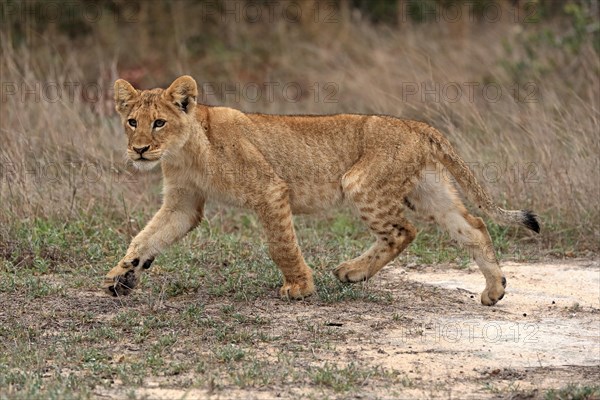 Lion (Panthera leo), young, stalking, running, alert, Sabi Sand Game Reserve, Kruger National Park, Kruger National Park, South Africa, Africa