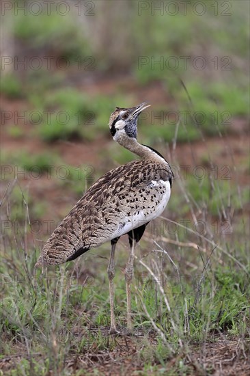 Red-crested Bustard, (Lophotis ruficrista), adult, calling, Kruger National Park, Kruger National Park, South Africa, Africa