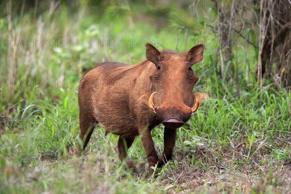 Warthog, (Phacochoerus aethiopicus), adult, foraging, alert, Kruger National Park, Kruger National Park, South Africa, Africa
