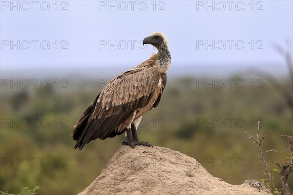 White-backed vulture (Gyps africanus), adult, alert, on rocks, Sabi Sand Game Reserve, Kruger National Park, Kruger National Park, South Africa, Africa