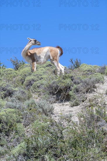 Guanaco (Llama guanicoe), Huanako, Torres del Paine National Park, Patagonia, End of the World, Chile, South America