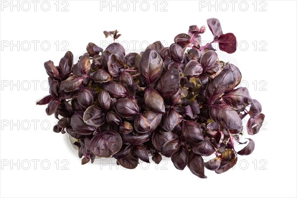 Plastic box with microgreen sprouts of purple basil isolated on white background. Top view, flat lay, close up