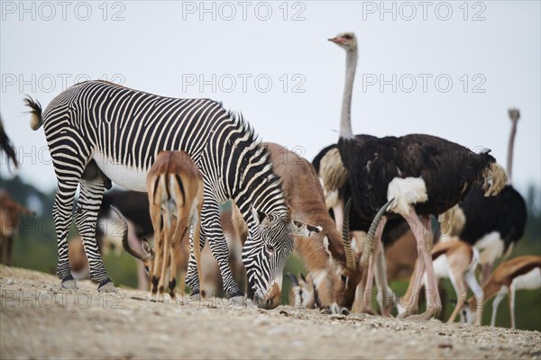 Common ostrich (Struthio camelus), Waterbuck (Kobus defassa) and Plains zebra (Equus quagga) in the dessert, captive, distribution Africa