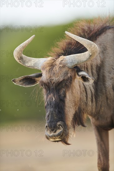 Blue wildebeest (Connochaetes taurinus) in the dessert, captive, distribution Africa