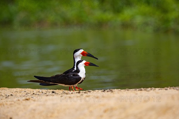 Black-mantled cranesbill (Rynchops nigra) Pantanal Brazil