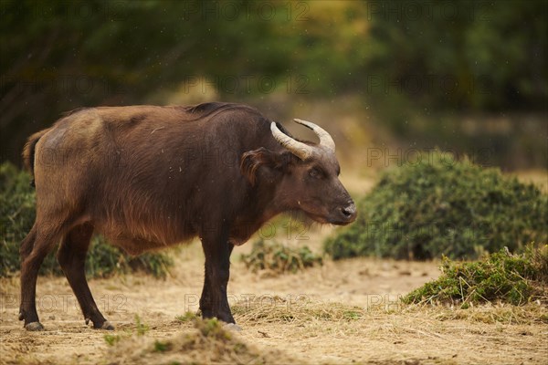 Red buffalo (Syncerus caffer nanus) in the dessert, captive, distribution Africa