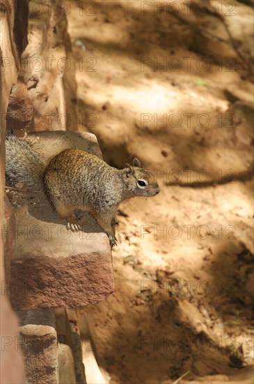 Fox squirrel (Sciurus niger), male, Zion National Park, Utah, Arizona, USA, North America