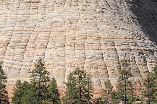 Checkerboard Mesa, sandstone, Zion National Park, Utah, USA, North America