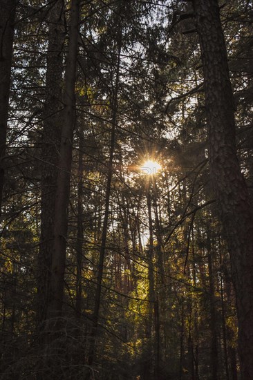 Rays of sunshine shine through the dense forest, Bavaria, Germany, Europe
