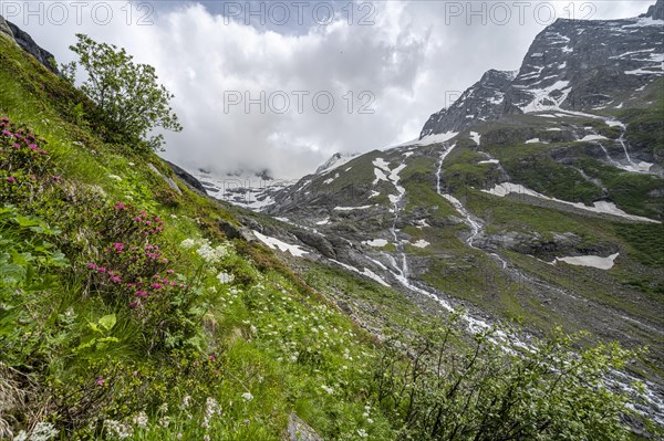 Green mountain valley Floitengrund with mountain stream Floitenbach, ascent to Greizer Huette, Berliner Hoehenweg, Zillertal Alps, Tyrol, Austria, Europe