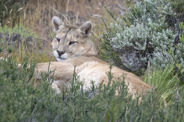 Cougar (Cougar concolor), silver lion, mountain lion, cougar, panther, small cat, resting in bushes, Torres del Paine National Park, Patagonia, end of the world, Chile, South America