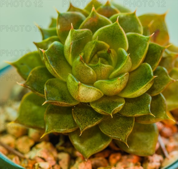 Closeup of green succulent cactus in bowl of brown pebbles with blurred background