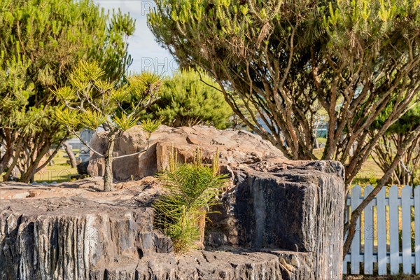 Small evergreen plants growing on top of large petrified tree trunk in public rock garden in Gimcheon, South Korea, Asia