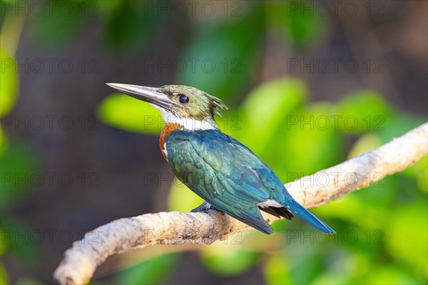 Amazon kingfisher (Chloroceryle amazona) Pantanal Brazil