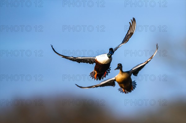 Northern Shoveler, Spatula clypeata, pair of birds in flight over marshes