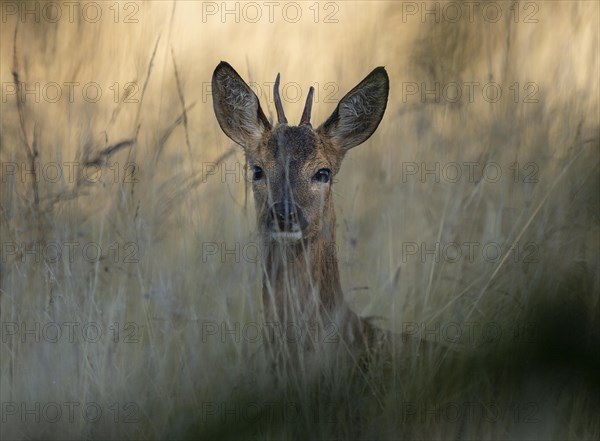 European roe deer (Capreolus capreolus), young roebuck hiding in tall grass, portrait, wildlife, Lower Saxony, Germany, Europe