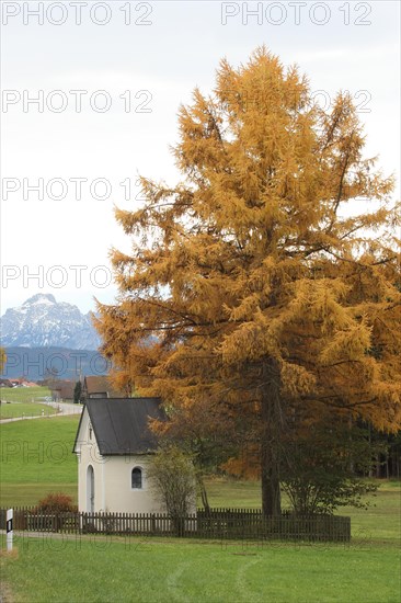 Larch (Larix decidua) in autumnal golden colours at a small chapel with a view of the Allgaeu mountains, Ostallgaeu, Bavaria, Germany, Europe