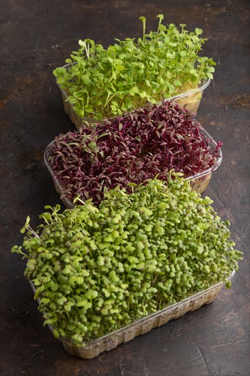 Set of boxes with microgreen sprouts of amaranth, rucola, mustard on black concrete background. Side view, close up
