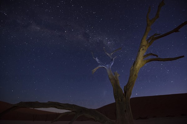 Camelthorn trees, also known as camelthorn tree (Acacia erioloba) at night with Milky Way and starry sky, Namib Naukluft National Park, Deadvlei, Dead Vlei, Sossusvlei, Namibia, Africa