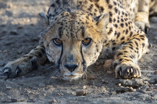 Cheetah (Acinonyx jubatus) in a threatening posture, Khomas region, Namibia, Africa