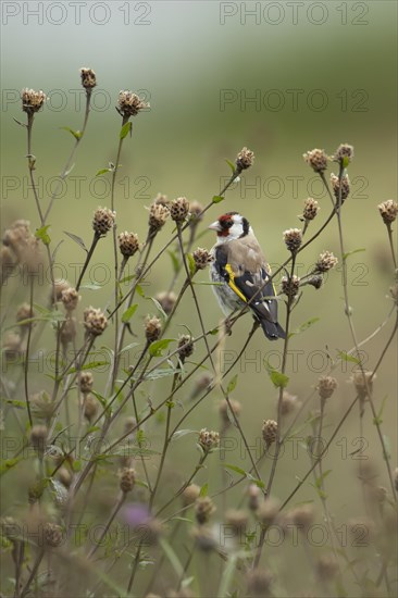 European goldfinch (Carduelis carduelis) adult bird on Knapweed plant seed heads, Lincolnshire, England, United KIngdom