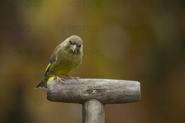 European greenfinch (Chloris chloris) adult bird on a garden fork handle, Suffolk, England, United Kingdom, Europe