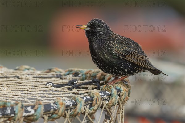 European starling (Sturnus vulgaris) adult bird singing from a lobster pot in a seaside harbour, Dorset, England, United Kingdom, Europe