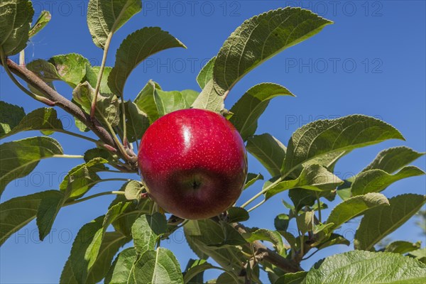 Apple (Malus domestica) tree branch with red fruit in late summer, Quebec, Canada, North America