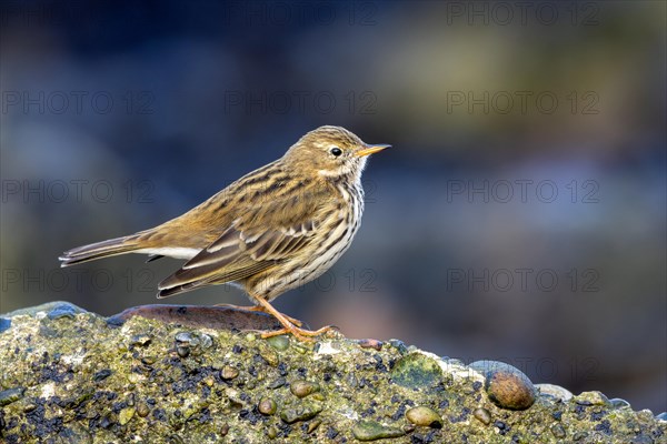 Meadow Pipit, Heligoland