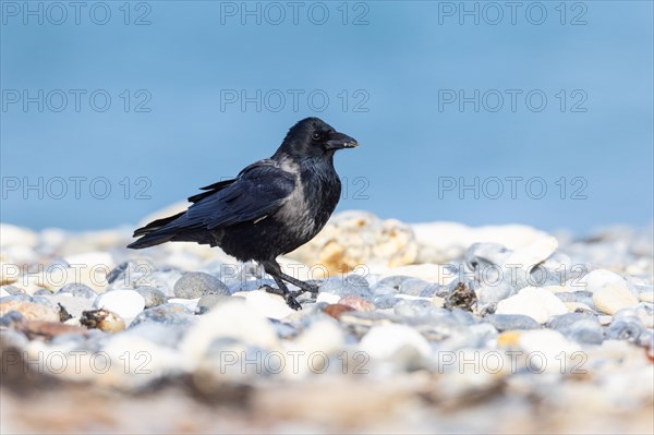 Hooded Crow - Hooded Crow Hybrid