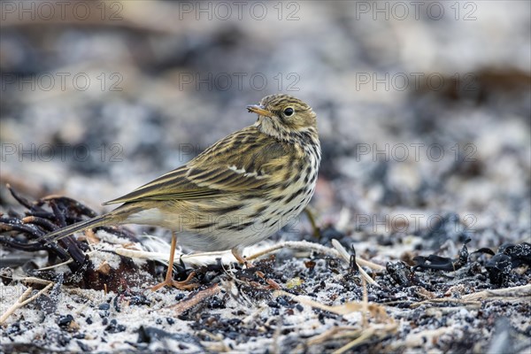 Meadow Pipit, Heligoland