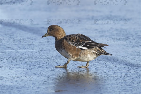 Eurasian wigeon duck (Mareca penelope) adult female bird walking on ice, Norfolk, England, United Kingdom, Europe