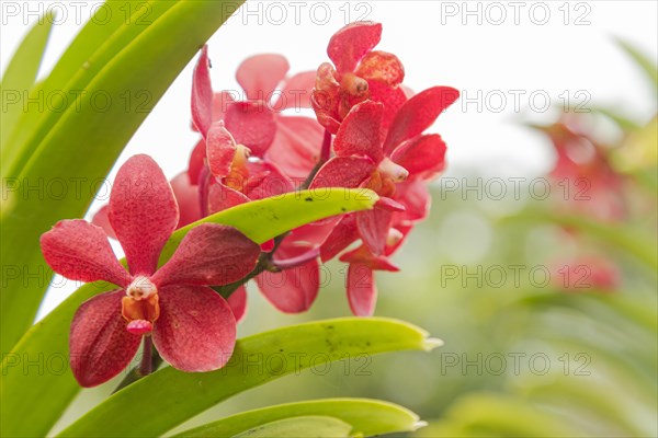 Purple vanda orchid flower in botanical garden, selective focus, copy space, malaysia, Kuching orchid park