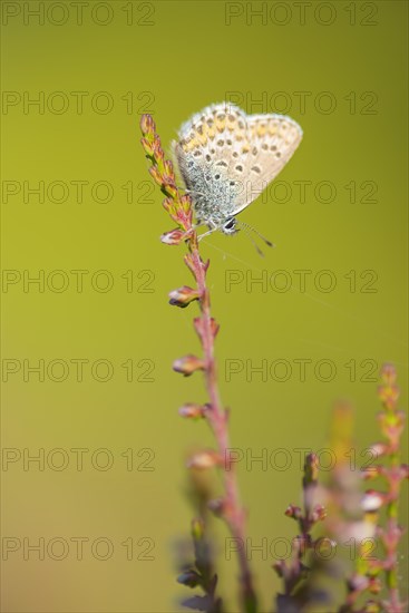 Silver-studded blue (Plebejus argus), close-up, nature photograph, Norway, Tinn, Vestfold, Europe