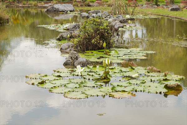 Palm collection in city park in Kuching, Malaysia, tropical garden with large trees, pond with small waterfall, waterlily, gardening, landscape design. Daytime with cloudy blue sky, Asia