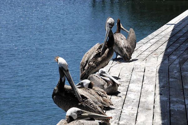 Brown pelicans (Pelecanus occidentalis), on a jetty by the water, California, USA, North America