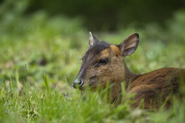 Muntjac deer (Muntiacus reevesi) adult sitting in grassland, Norfolk, England, United Kingdom, Europe
