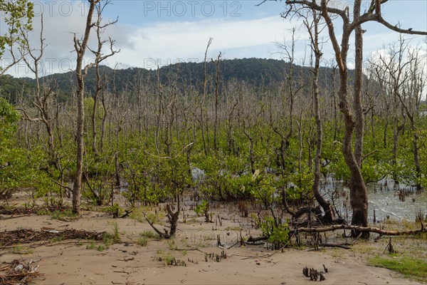 Bako national park, sea sandy beach with mangroves, sunny day, blue sky and sea. Vacation, travel, tropics concept, no people, Malaysia, Kuching, Asia