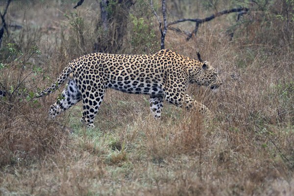 Leopard (Panthera pardus), adult, stalking, vigilant, concentrated, Sabi Sand Game Reserve, Kruger NP, Kruger National Park, South Africa, Africa