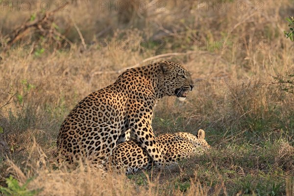 Leopard (Panthera pardus), adult, pair, mating, Sabi Sand Game Reserve, Kruger National Park, Kruger National Park, South Africa, Africa