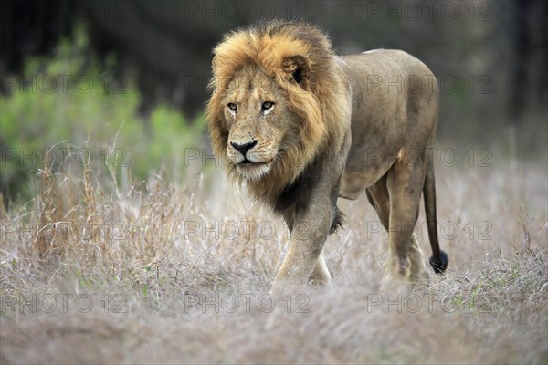 Lion (Panthera leo), adult, male, stalking, vigilant, Sabi Sand Game Reserve, Kruger National Park, Kruger National Park, South Africa, Africa