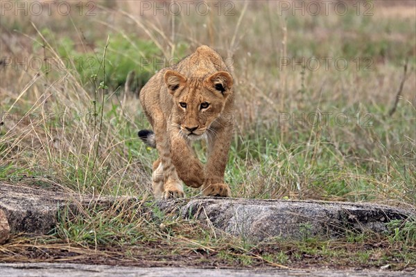 Lion (Panthera leo), young, stalking, alert, Sabi Sand Game Reserve, Kruger National Park, Kruger National Park, South Africa, Africa