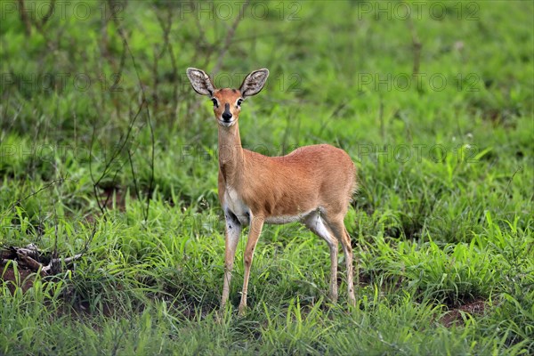 Steenbok (Raphicerus campestris), adult, female, foraging, vigilant, dwarf antelope, Kruger National Park, Kruger National Park, South Africa, Africa