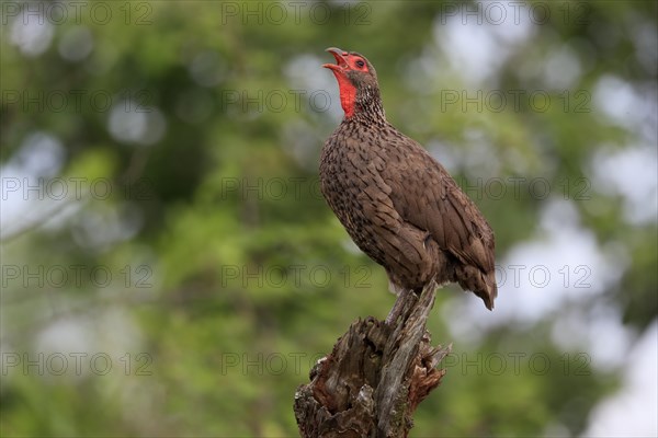 Swainson's spurfowl (Pternistis swainsonii), adult, on wait, calling, Kruger National Park, Kruger National Park, South Africa, Africa