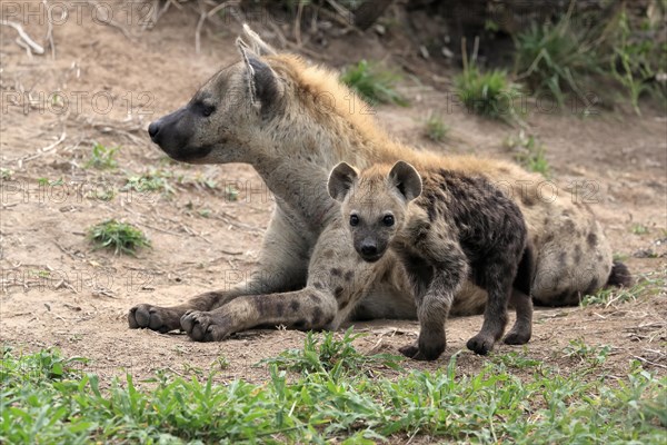 Spotted hyena (Crocuta crocuta), adult, juvenile, mother with juvenile, social behaviour, Sabi Sand Game Reserve, Kruger National Park, Kruger National Park, South Africa, Africa